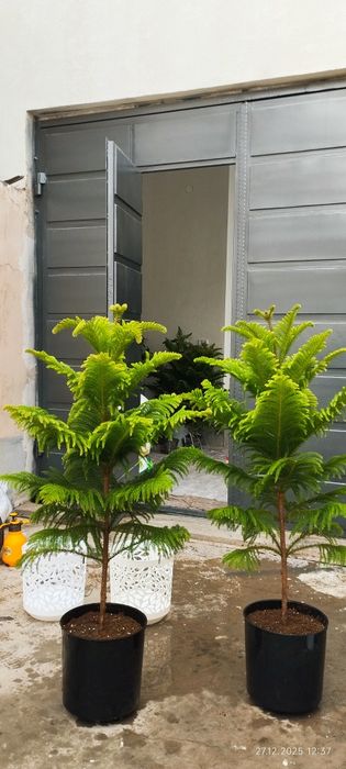 Цветы для офиса для дома и школы