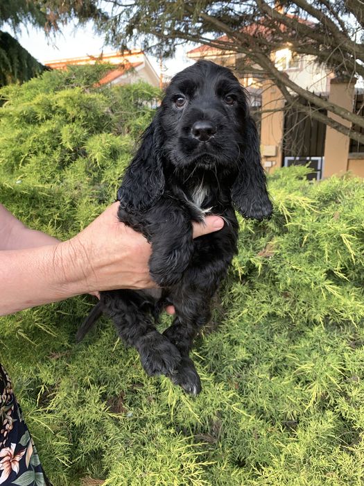 Cocker spaniel baiat