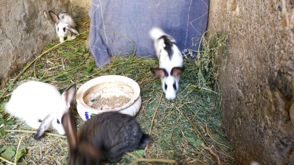 Куенлар сотилади фаргона Шахар