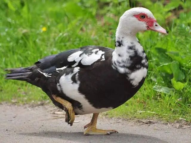 Indoutka tuxumi sotiladi