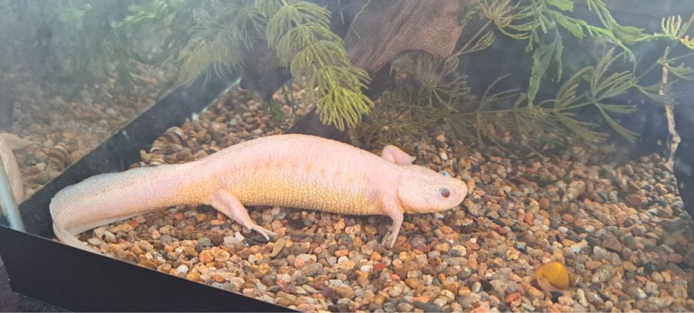 Тритон обыкновенный