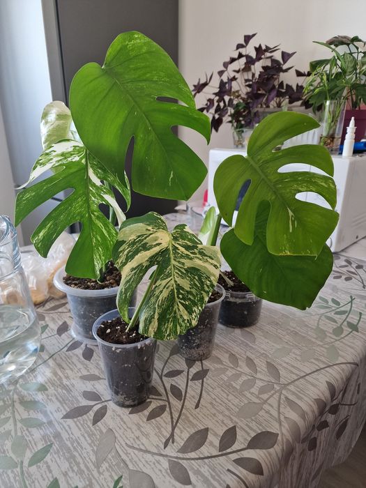 Продам монстера альба , цена 8000