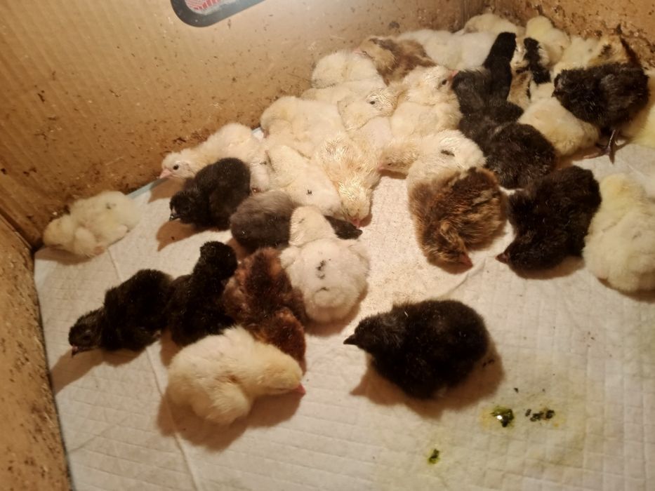 Домашние разноцветные цыплята