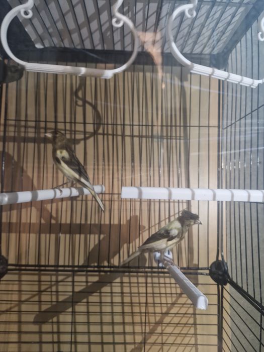 Канарейки молодые