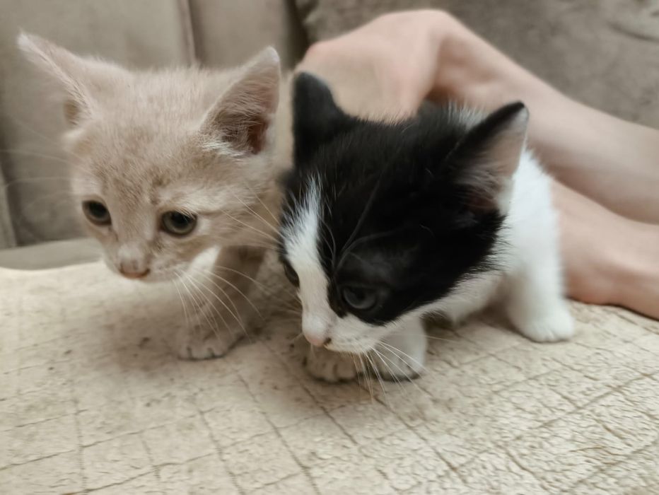 Кошечки бесплатно