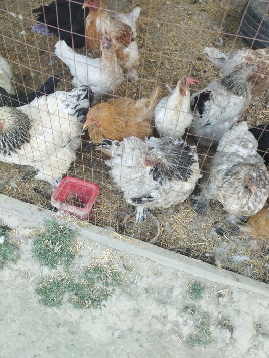 Брама товук хурозлар сотилади срочно хаммасини Бир жойда сотилади