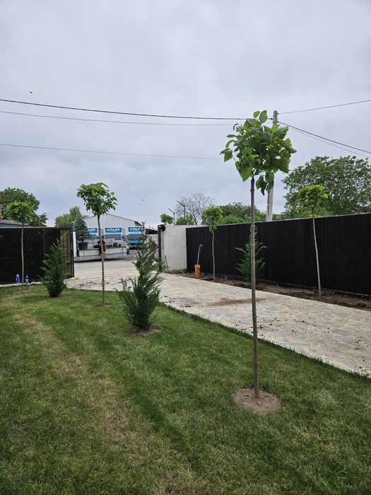 Copaci ornamentali mesteacan betula pendula