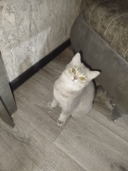 Шиншила  10ойлик киз бола отаси Залатая Шиншила онаси скотиш фолд