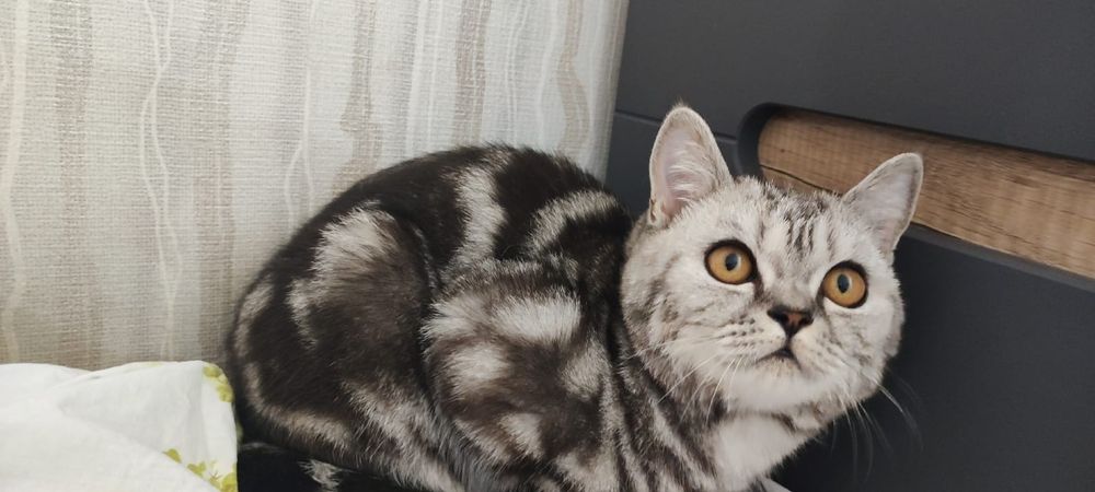 Передержка кошек