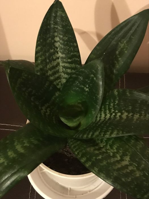 Синсевиера Хани. и Сингониум