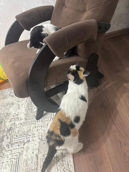 Кошка трёхцветная.