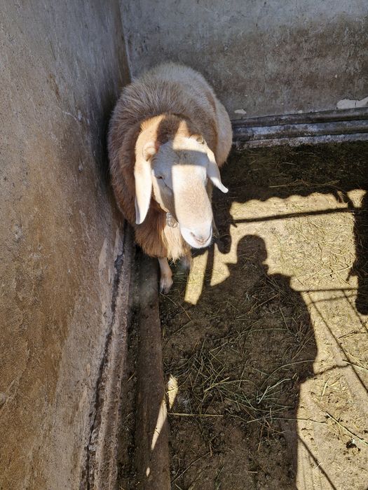 Арашан қошқар линия Корабль