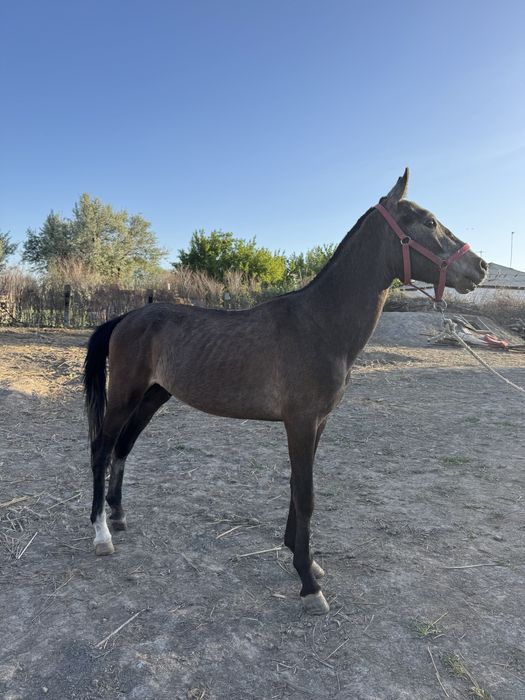 Мыстағы тірі балық