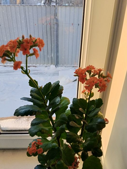 Продаю комнатные цветы