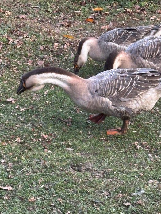 Gâscan Leșesc 2025