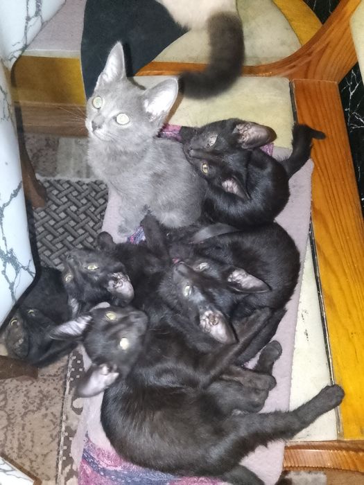 Отдам котят в добрые руки