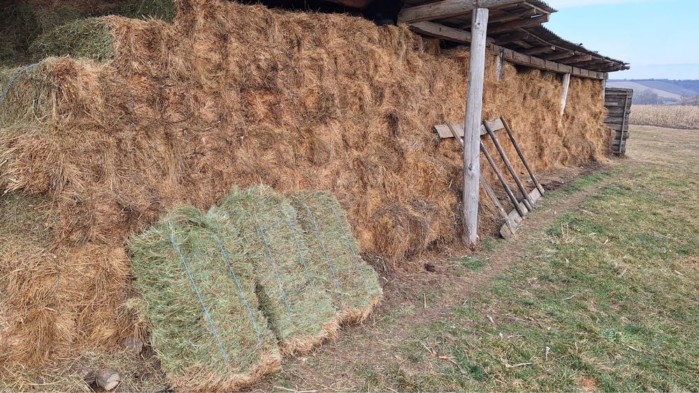 Baloti fan amestecat cu trifoias