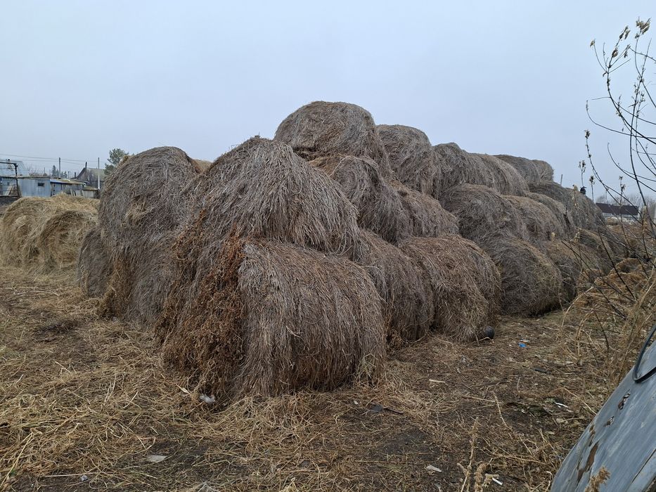 Продам прошлогодние сено.