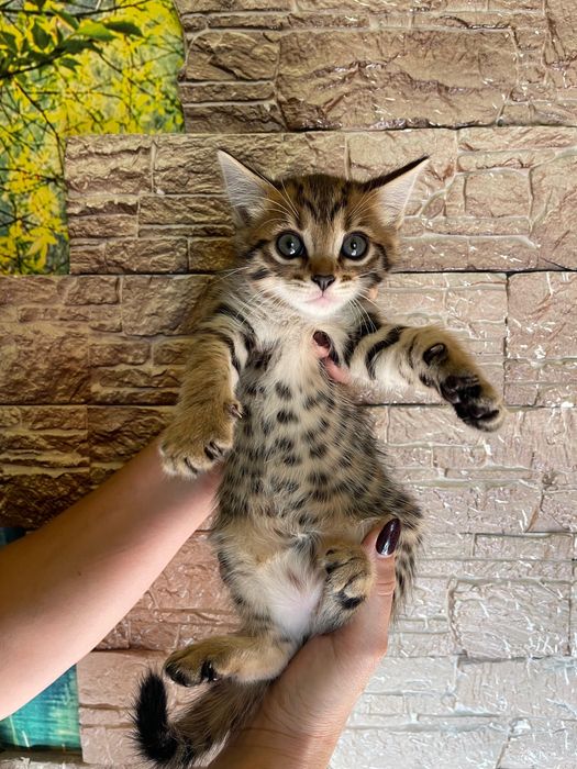 Котенок бенгал не дорого