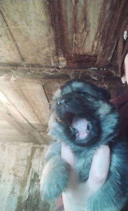 Продам щенков немецкой овчарки