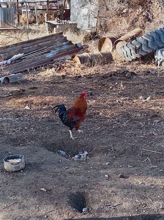 3 кораз сатылады
