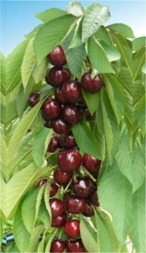 Pomi fructiferi columnari diverse soiuri