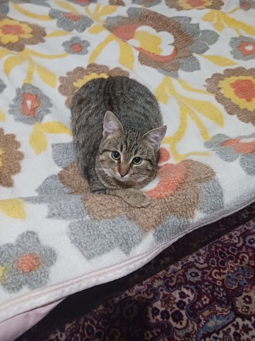 Женско котенце,кастрирано и обезпаразитено