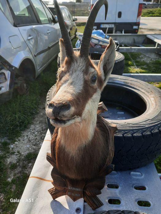 Голям трофей от коза