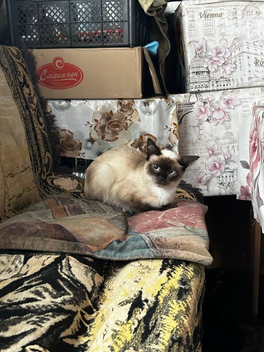 Отдам бесплатно котят