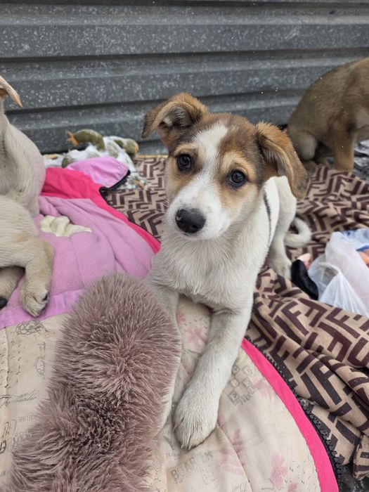 Шикарная девочка 1.5  месяца