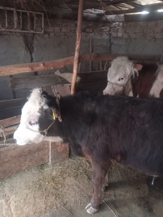 4 бас  бұқа сатылады