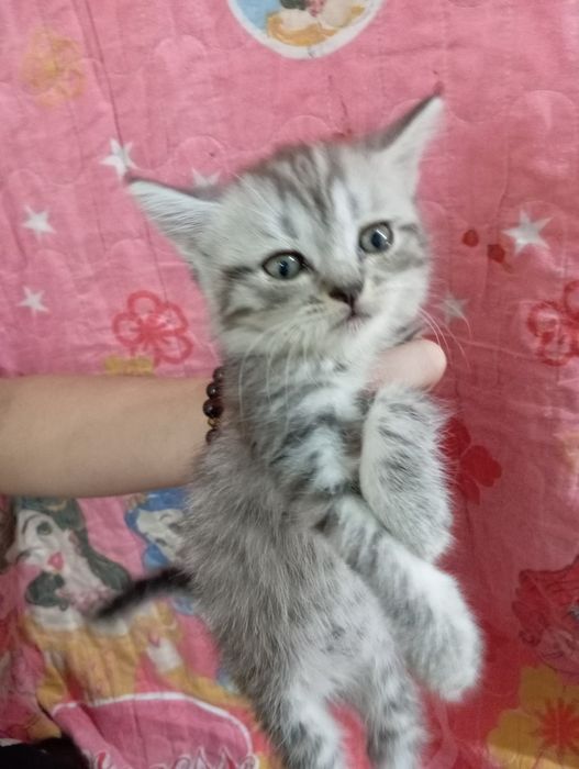 Shinshila mushuklar sotiladi