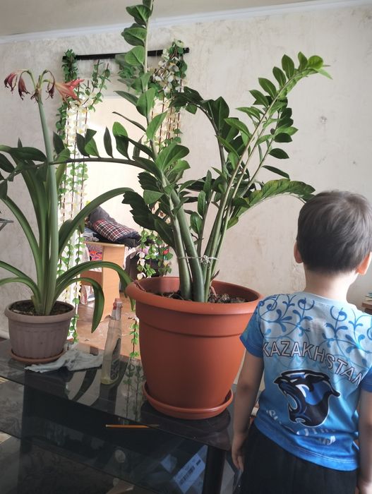 Гулдер ар турли багада