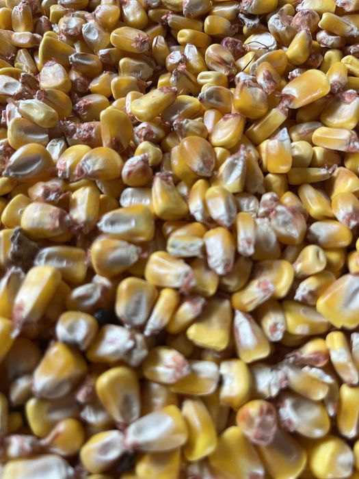 Porumb boabe recolta 2025