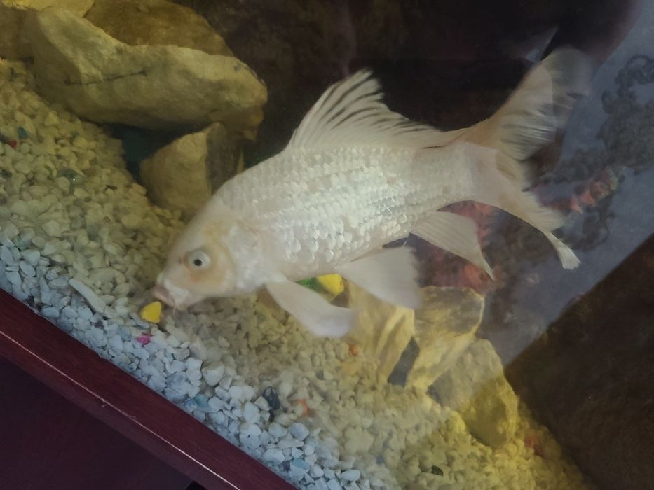 Akvarium baliqlari har xil turdagi.  O‘lchamlari katta.