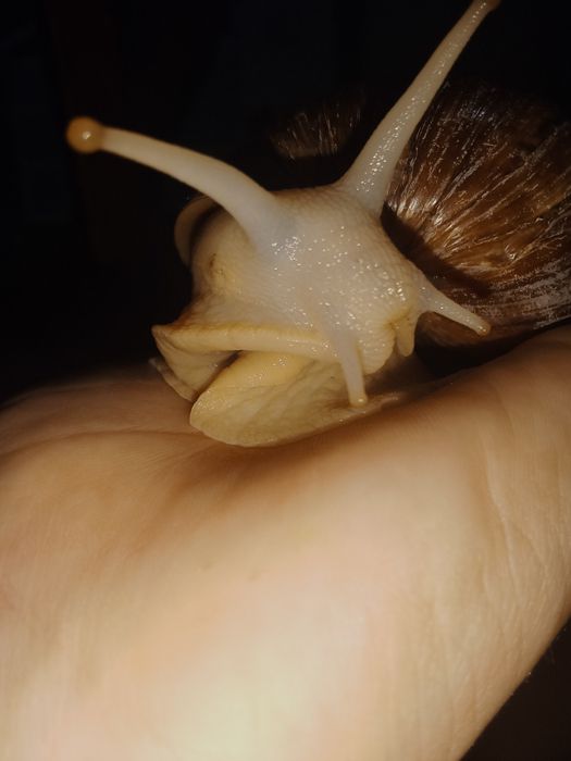 Обмен  улиток ахатин