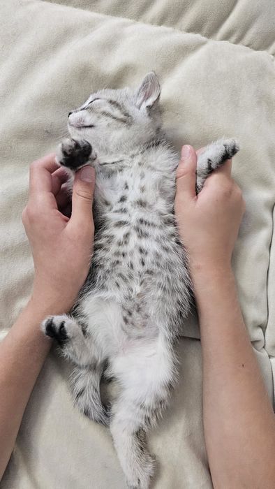 Отдам даром котят