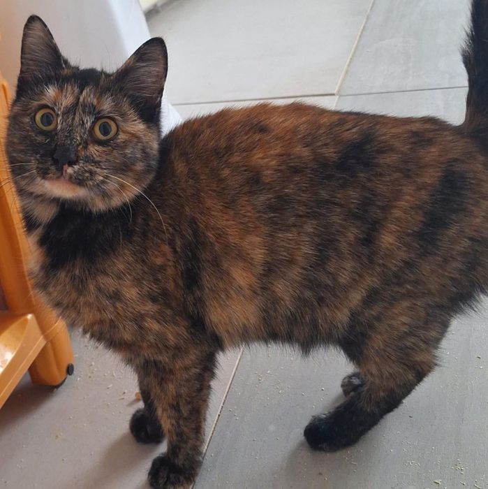 КОТЯТА ждут семью !!!