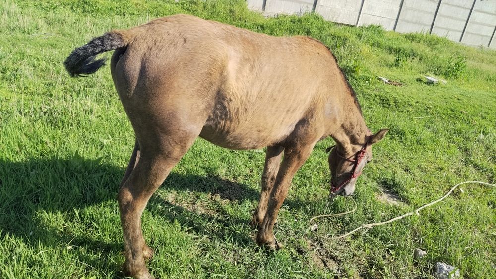 Жорга тай сатылады