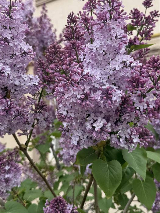 Ароматная сирень свежая