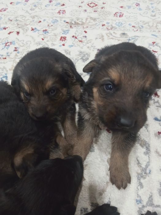 Продам щенков немецкой овчарки