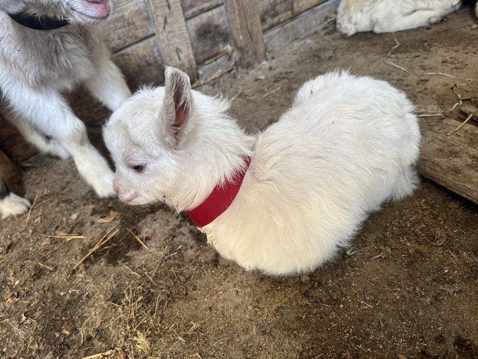 Заненский коза,занен ешкі
