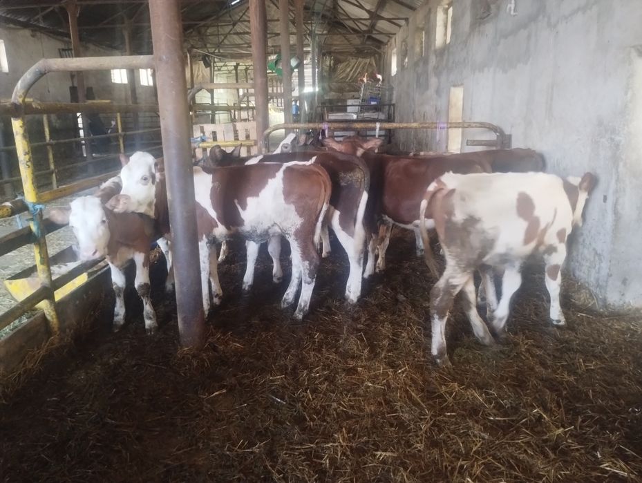 Vând 8 viței înțărcați