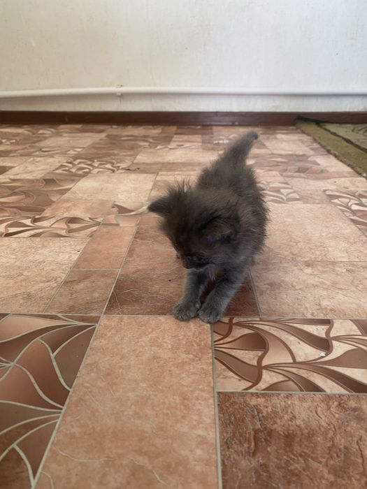 Отдадим Котят в добрые руки