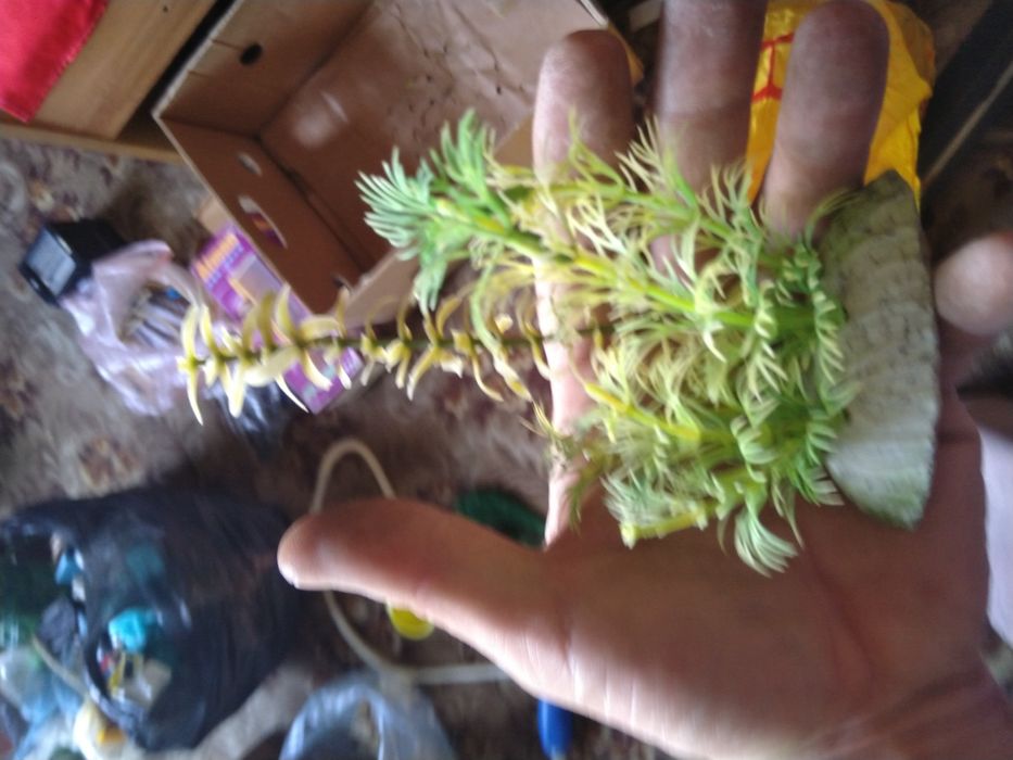 Аквариумна Декорация, Аквариумни помпи (филтри) и Нагреватели