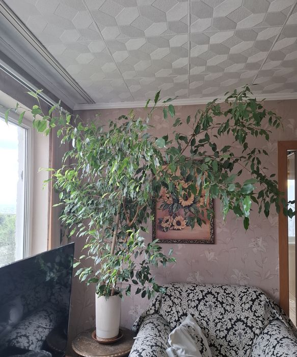 Фикус Бенджамина