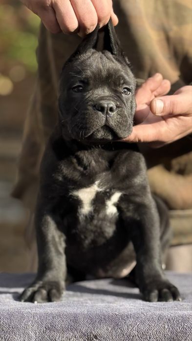 Щенки кане корсо