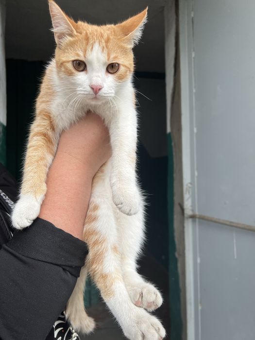 Отдам котика в хорошие руки