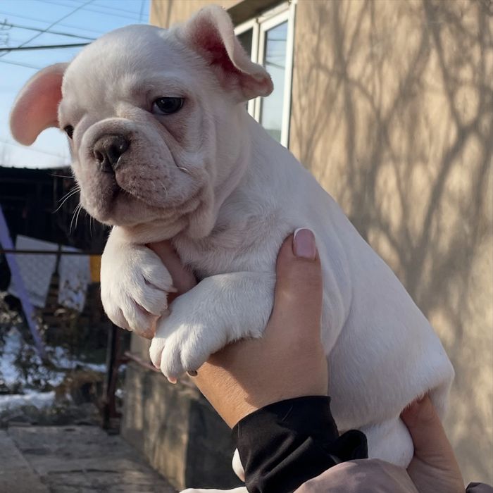 Французский бульдог кремовый