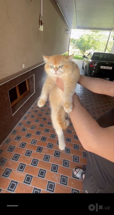 Продаются чистокровные Шиншилы котята и кошка